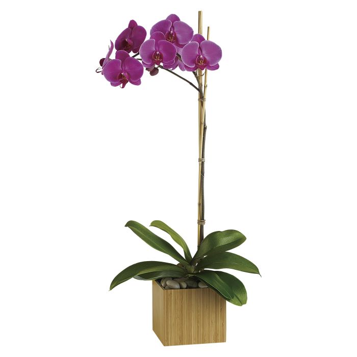 Imperial Purple Orchid