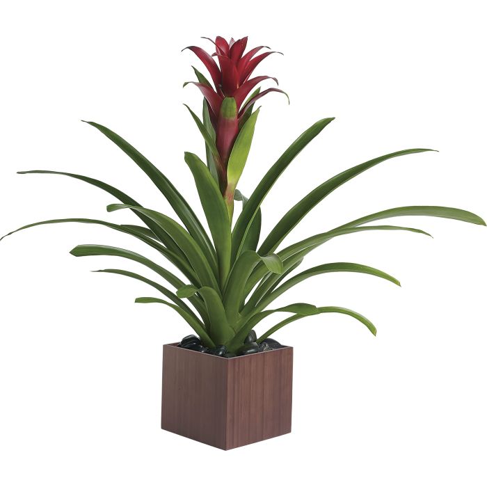 Bromeliad Beauty