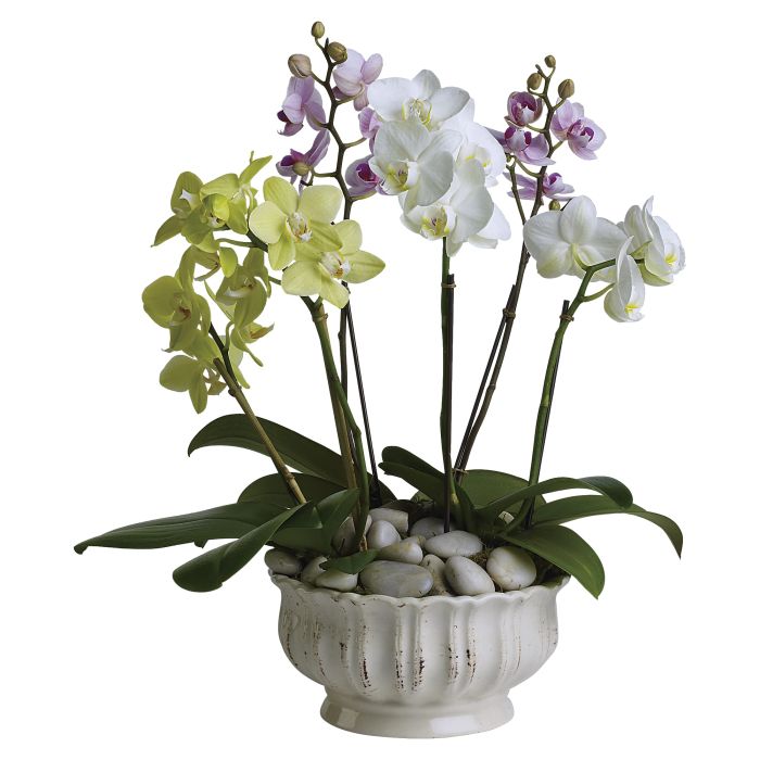 Regal Orchids