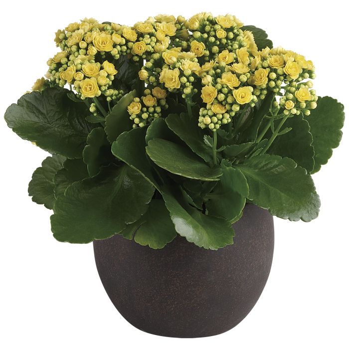 Forever Yellow Kalanchoes